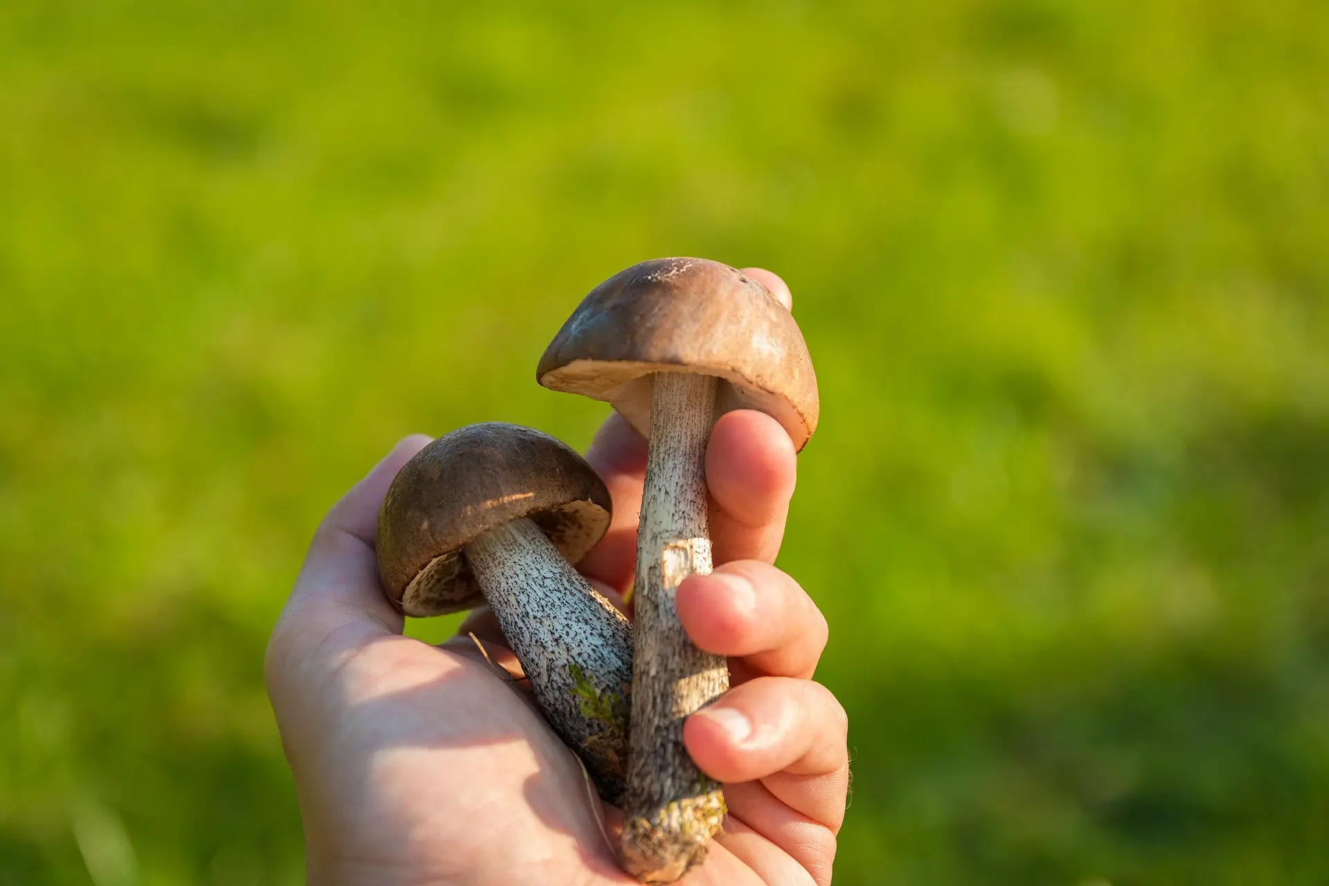 Champignons