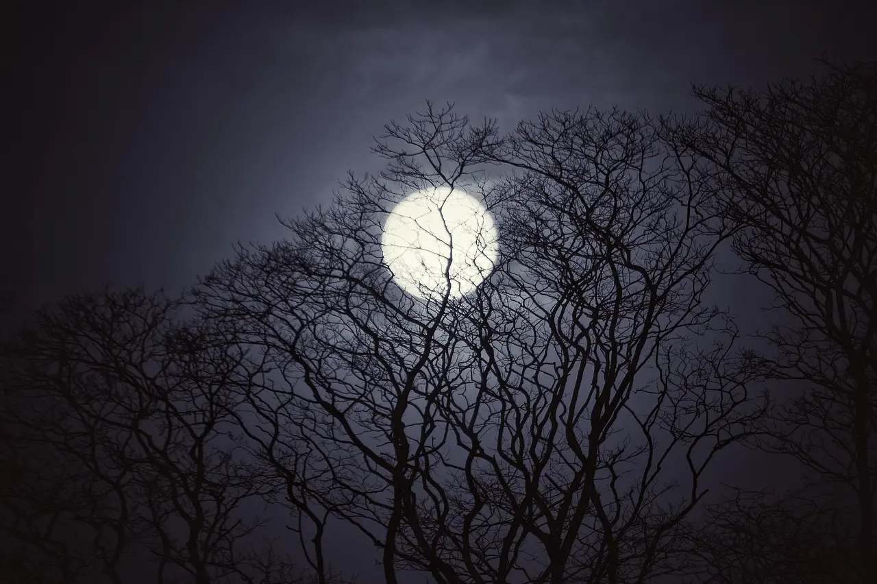 [sortie nocturne] Nuit des chauve-souris et des rapaces