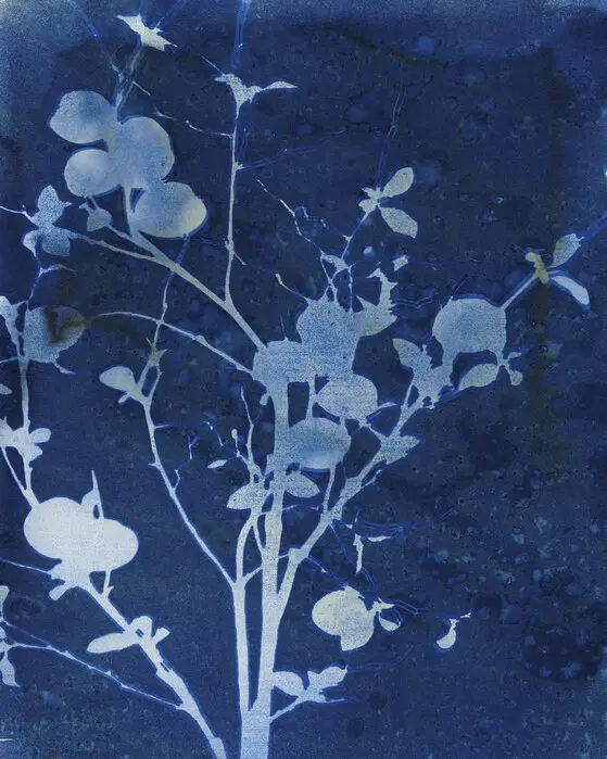enchanted-cyanotype