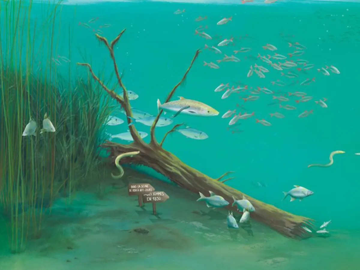 exposition-dans-la-seine-des-poissons-museoseine-2026