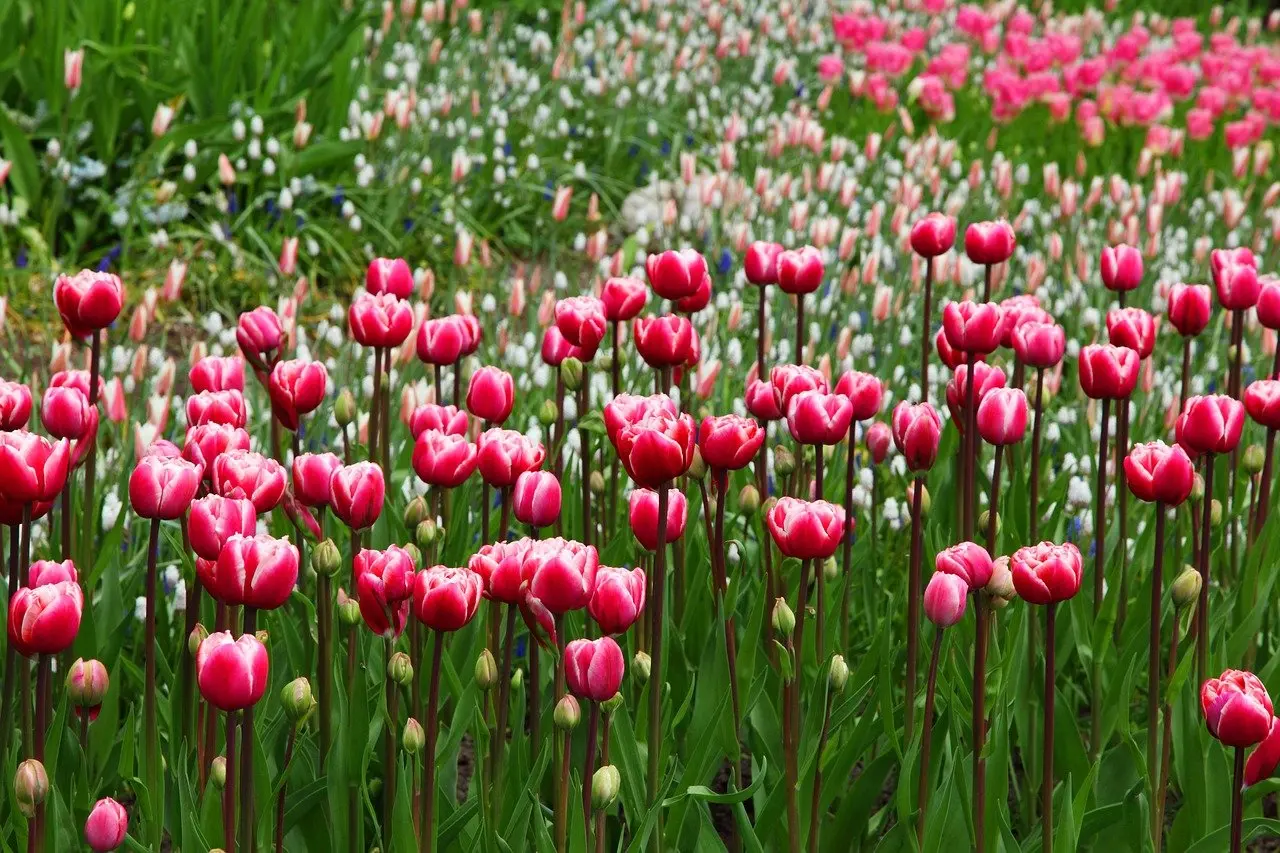 flowers-2703_1280