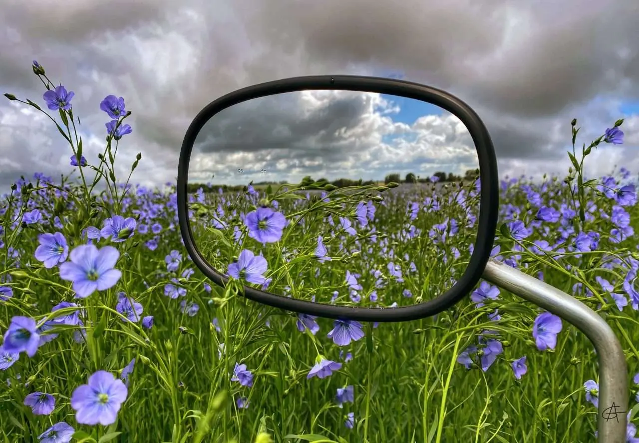 fleurs-lin-normandie-annie-gaze-photographe