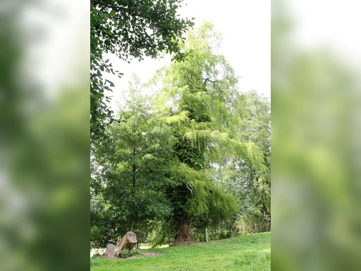 gruchet-le-valasse-balade-nature-journees-du-patrimoine-septembre-2025