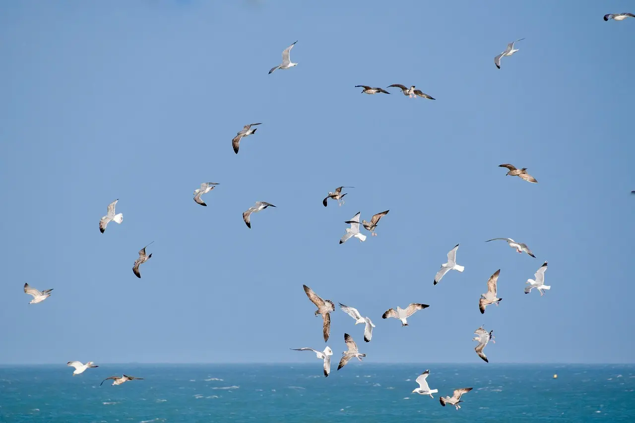 gulls-4837311_1280