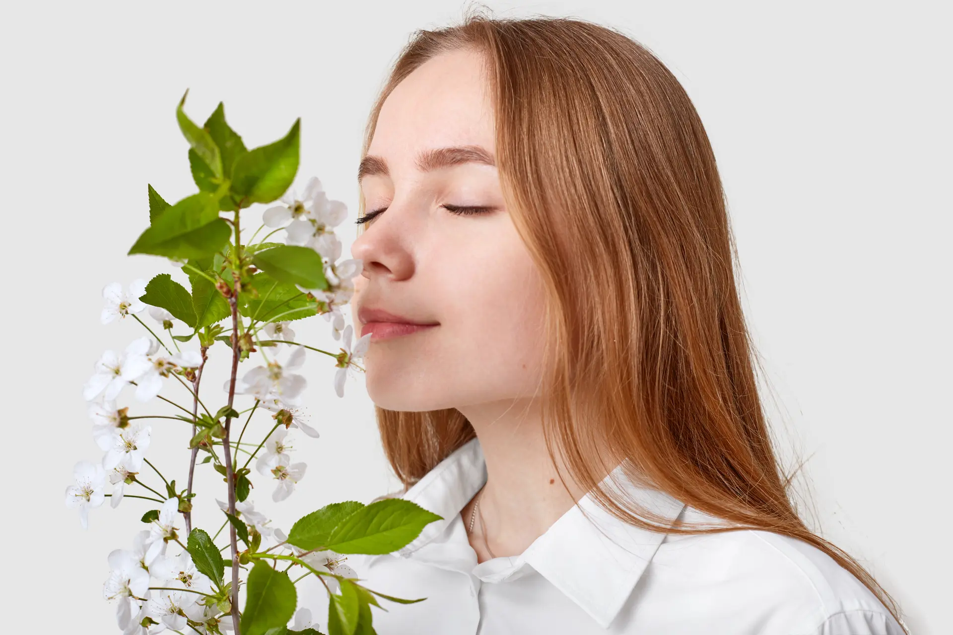 Pleased attractive woman smells cherry blossom, enjoys pleasant odour, has long straight hair, keeps eyes shut, isolated over white background. Lady smells wonderful scent from branch indoor