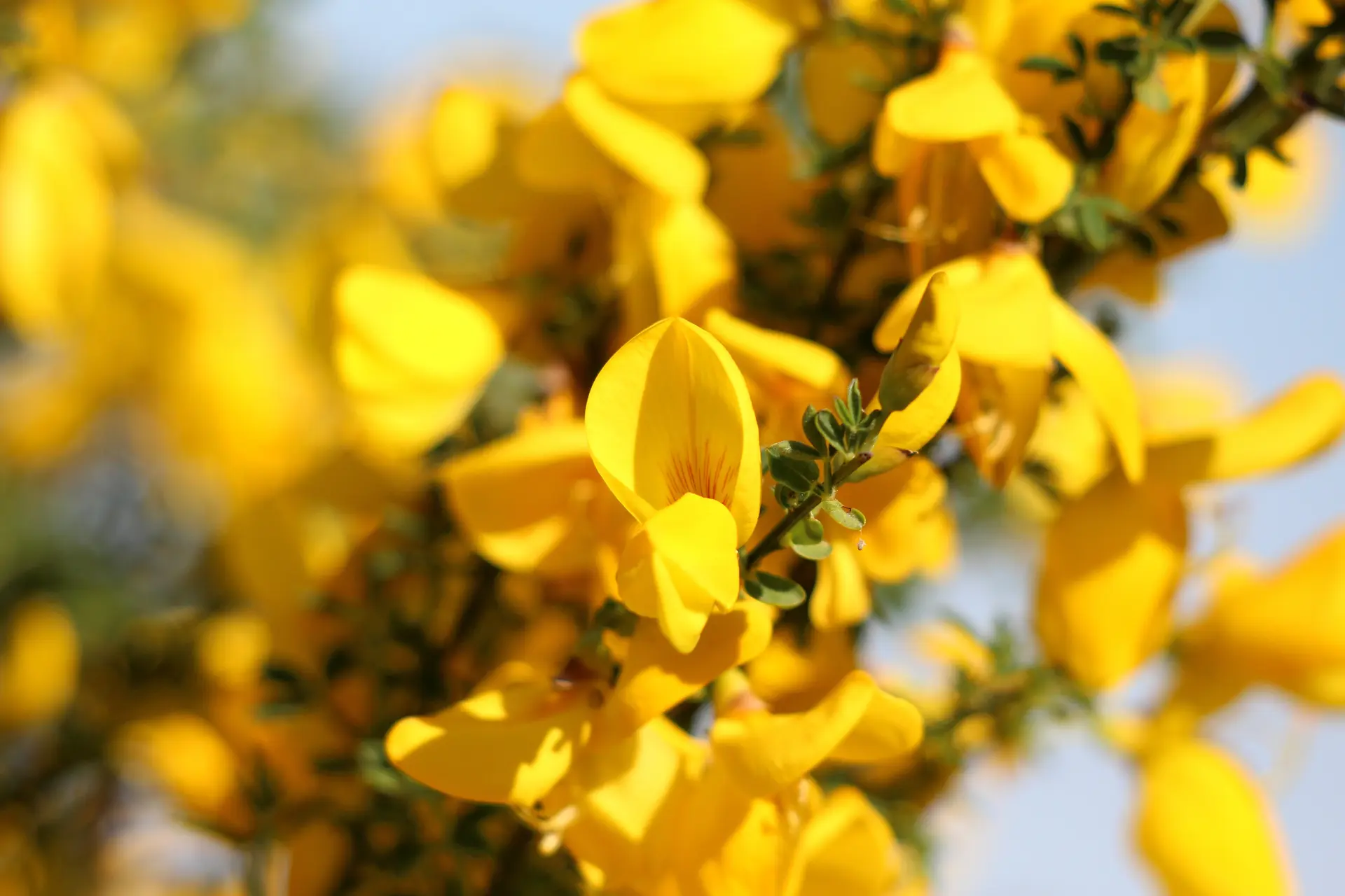 [balade naturaliste] La flore de la lande du cap d'Ailly