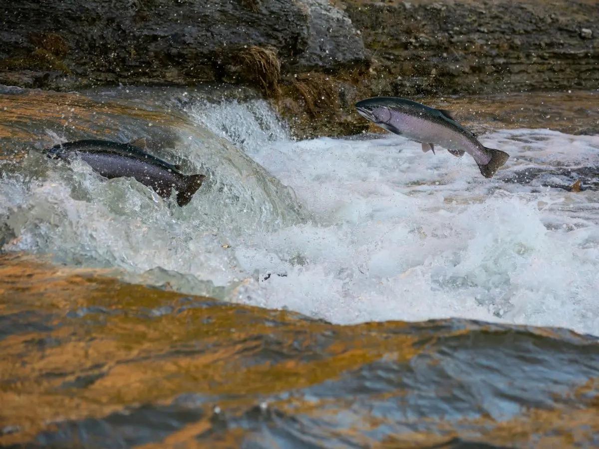 illustration-spectacle-musoseine-brandon-enPHTN3OPRw-unsplash