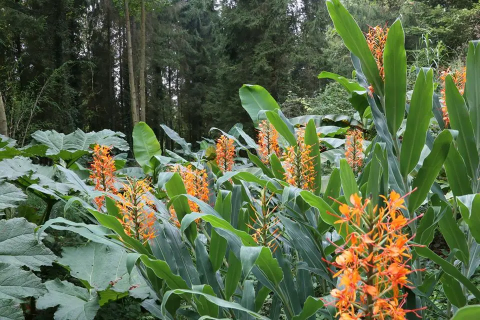 jardin jungle karlostachys