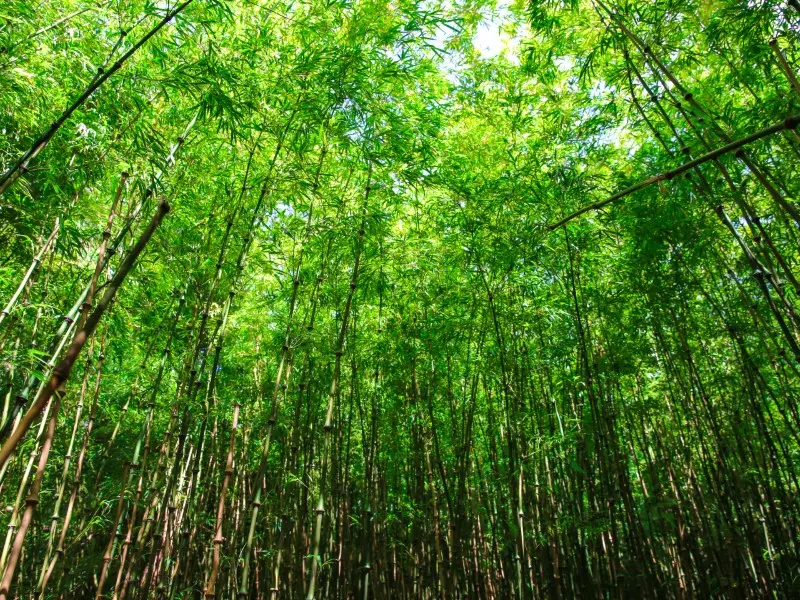 jardin-jungle-sma-mathilde-harel-800x600--7-