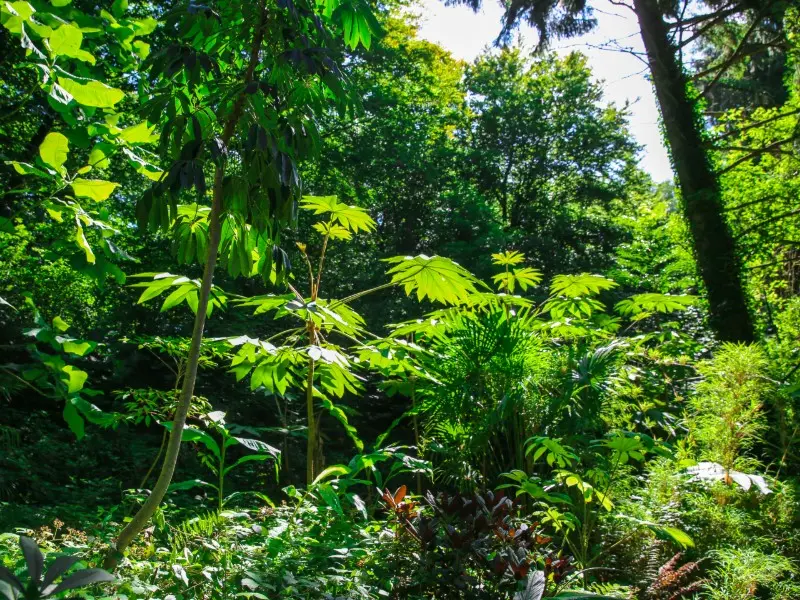 jardin-jungle-sma-mathilde-harel-800x600--3-