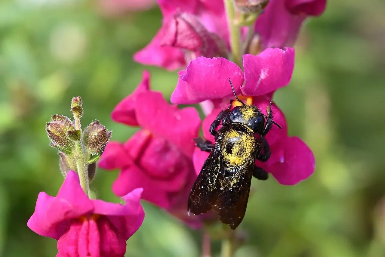 Les prairies, réservoirs de biodiversité