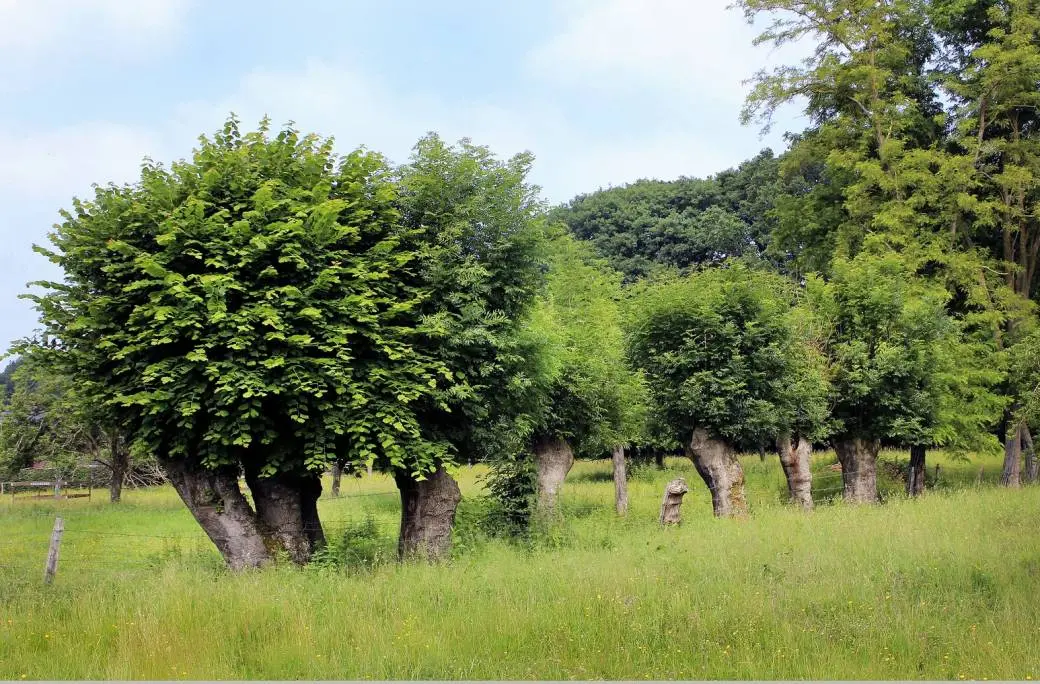 les-1000-usages-des-arbres-tetards