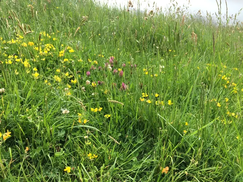 mémore d'albatre-coteau des falaises©ccca (1)