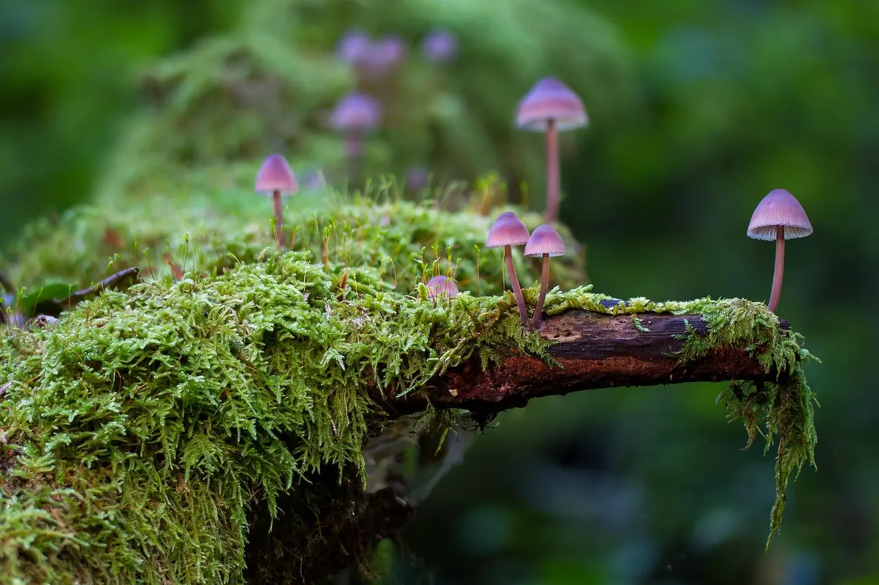 Découverte des champignons au Bois des Communes - Varengeville/Mer