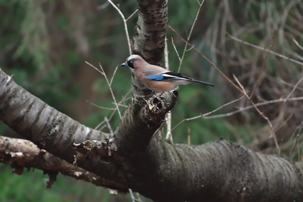 [Balade nature] Faune & flore en forêt d'Arques
