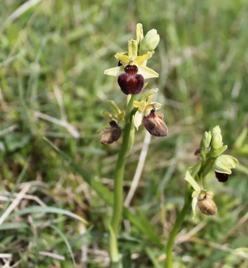 orchidee memoire d'albatre-coteau des falaises©ccca