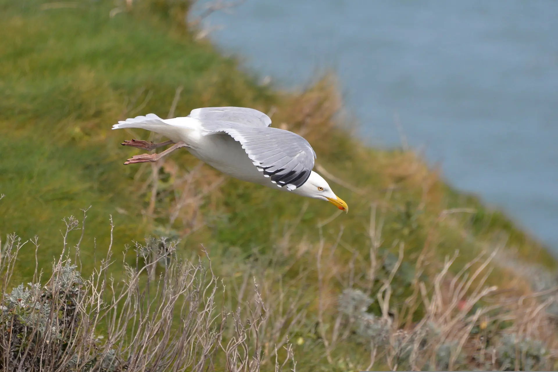 [balade nature] Découverte nature à Varengeville-sur-Mer