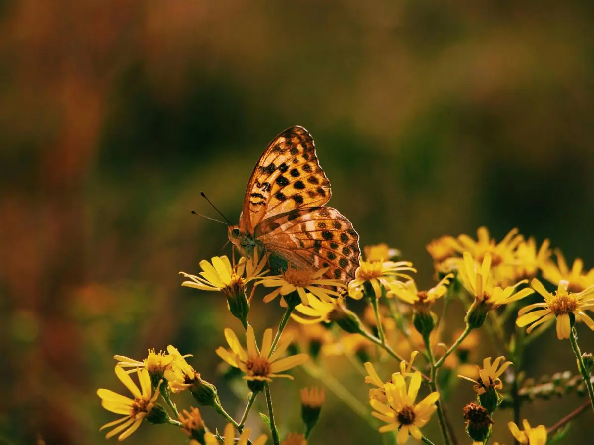 pexels-cecile-hournau-419900900-15112968 (1)