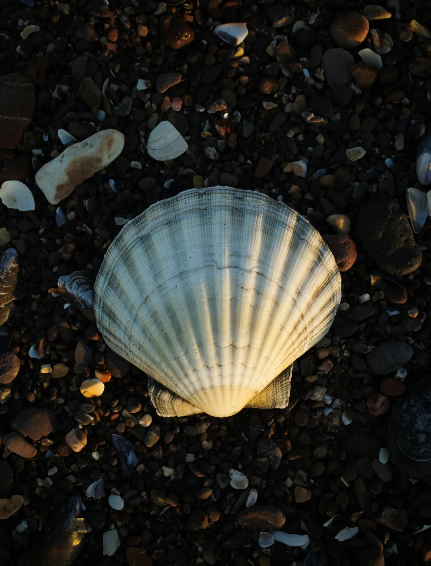 pexels-ellie-burgin-1661546-29640875