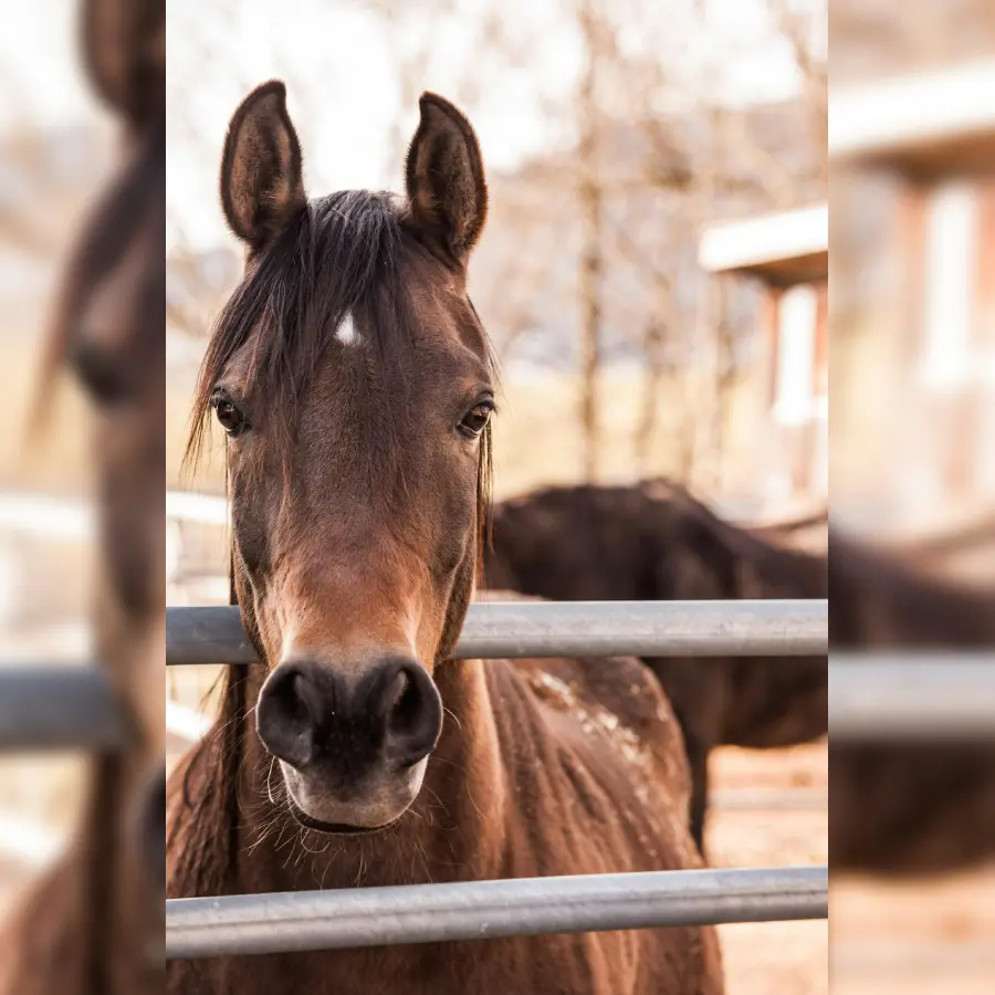 randonnée_cheval_beuzevillette