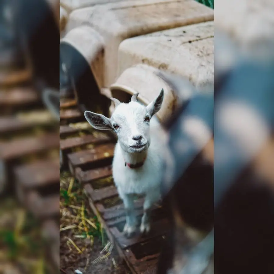 Animation_mini_ferme_Villequier_Petite_ferme_aux_Merveilles
