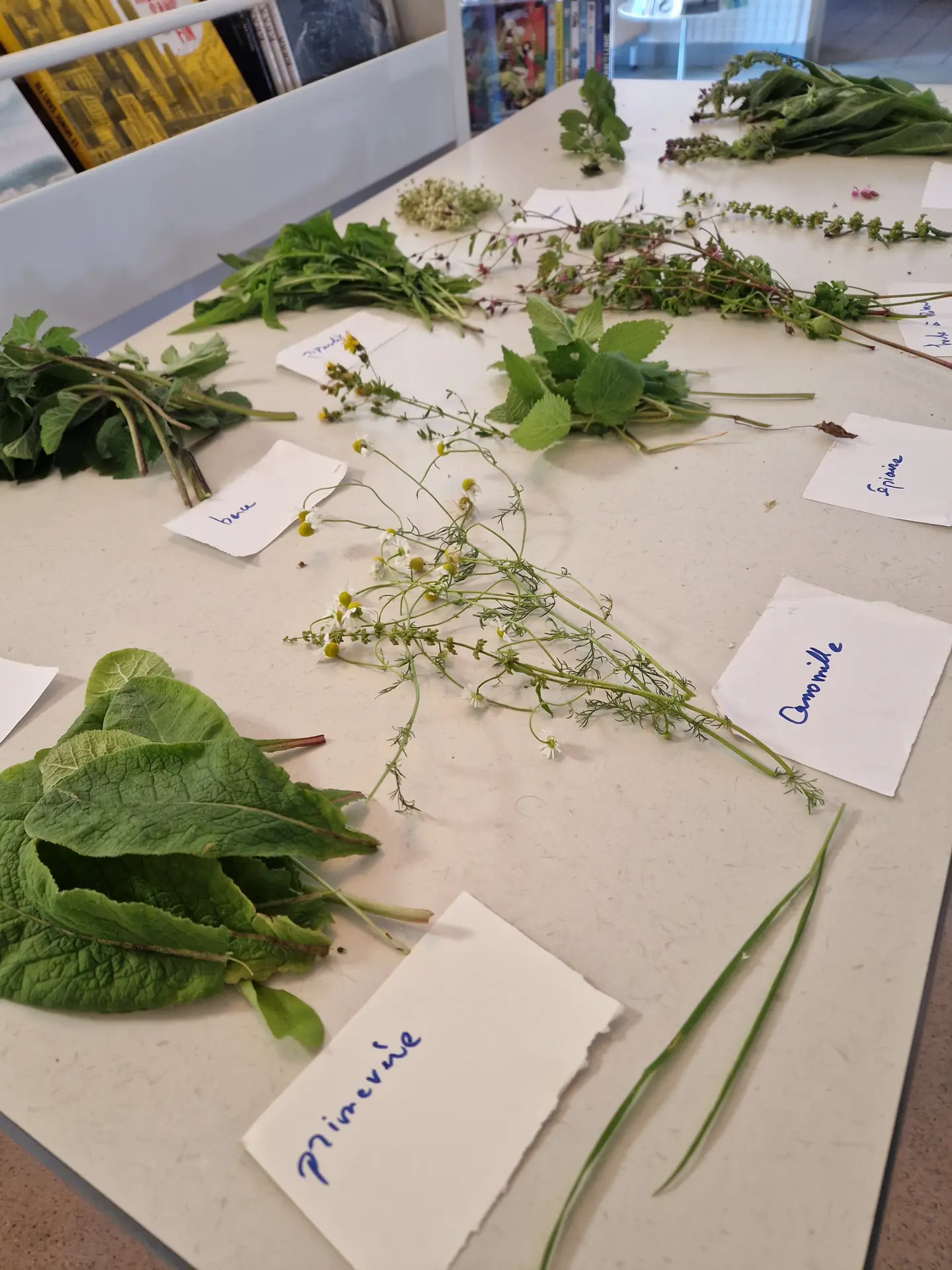 plantes sauvages biblio Luneray