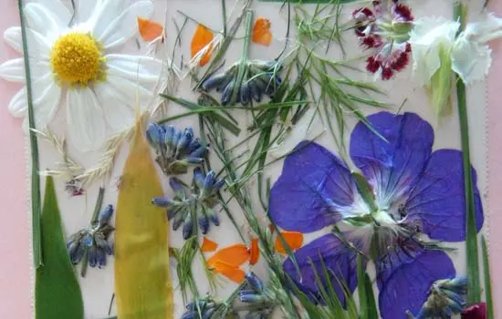 Atelier : Mon petit herbier