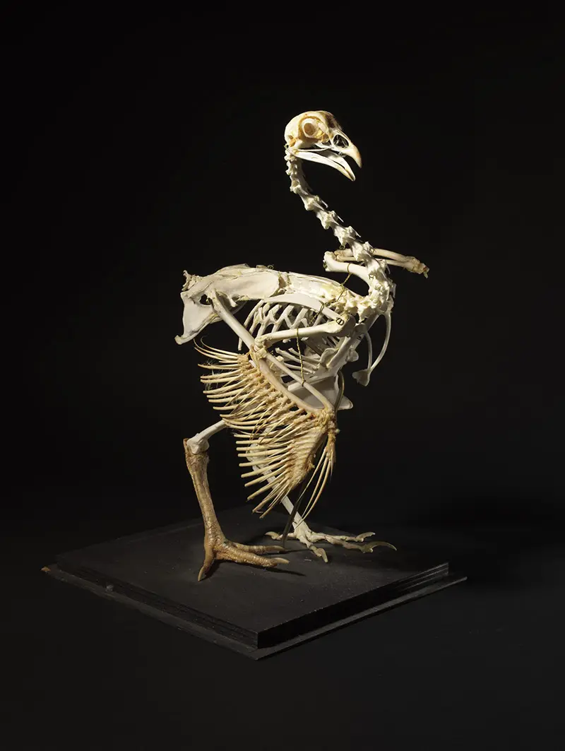 Yohann DESLANDES © Métropole Rouen Normandie