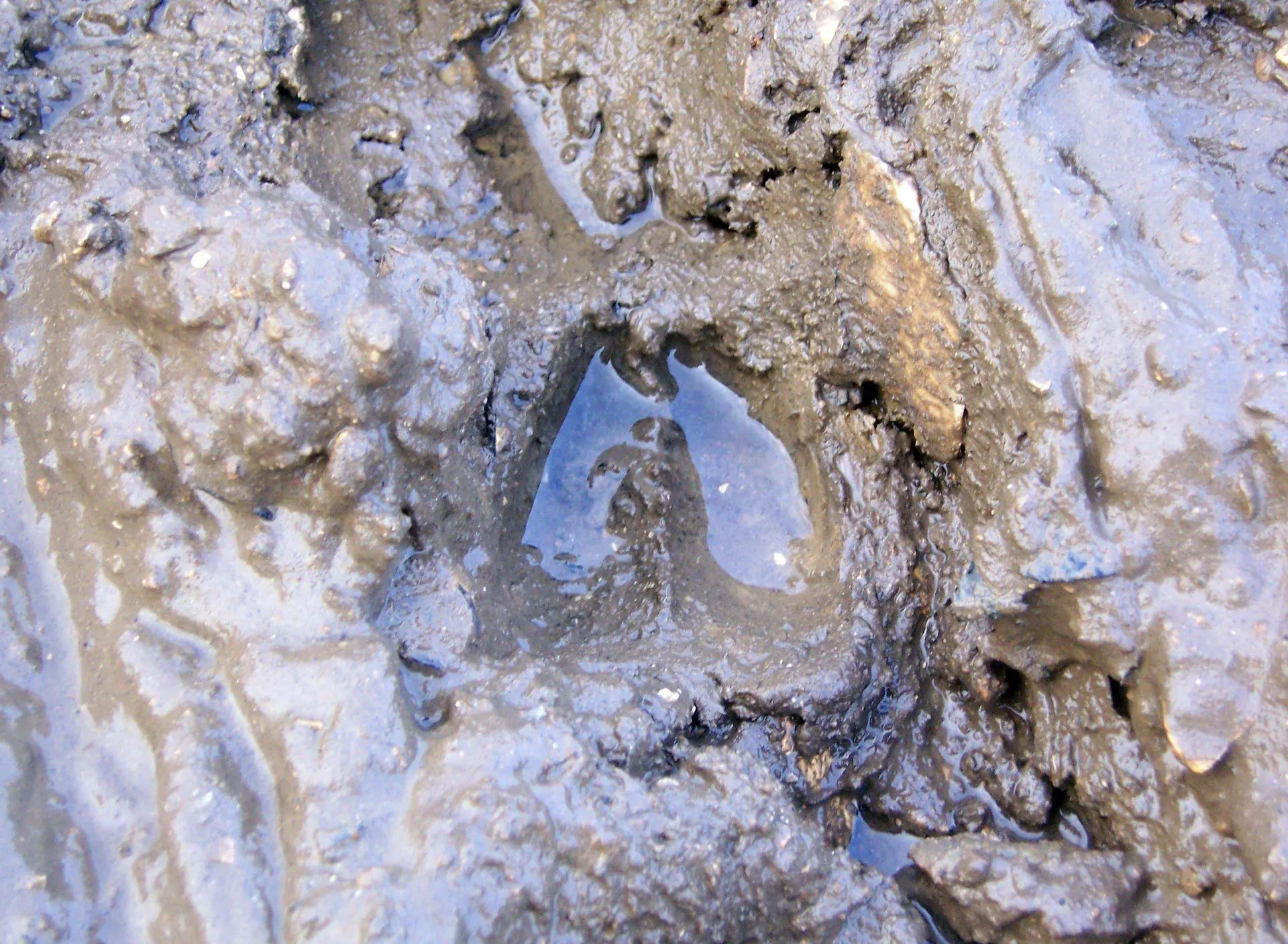 sur les traces des animaux de la forêt