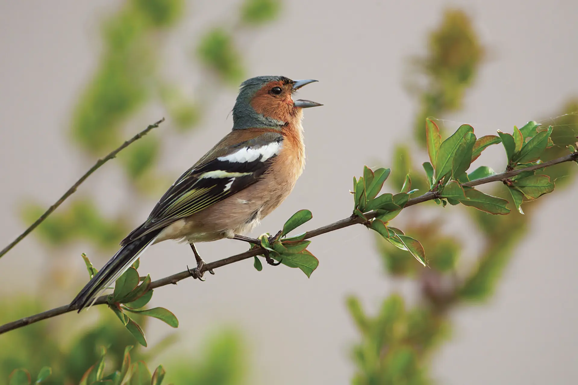 05.06 - RDV Jardins Oiseaux