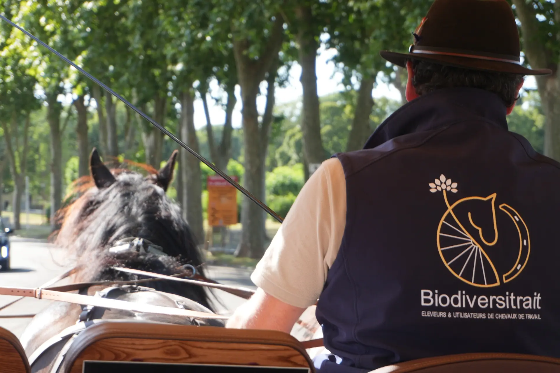 Balade en calèche (11)