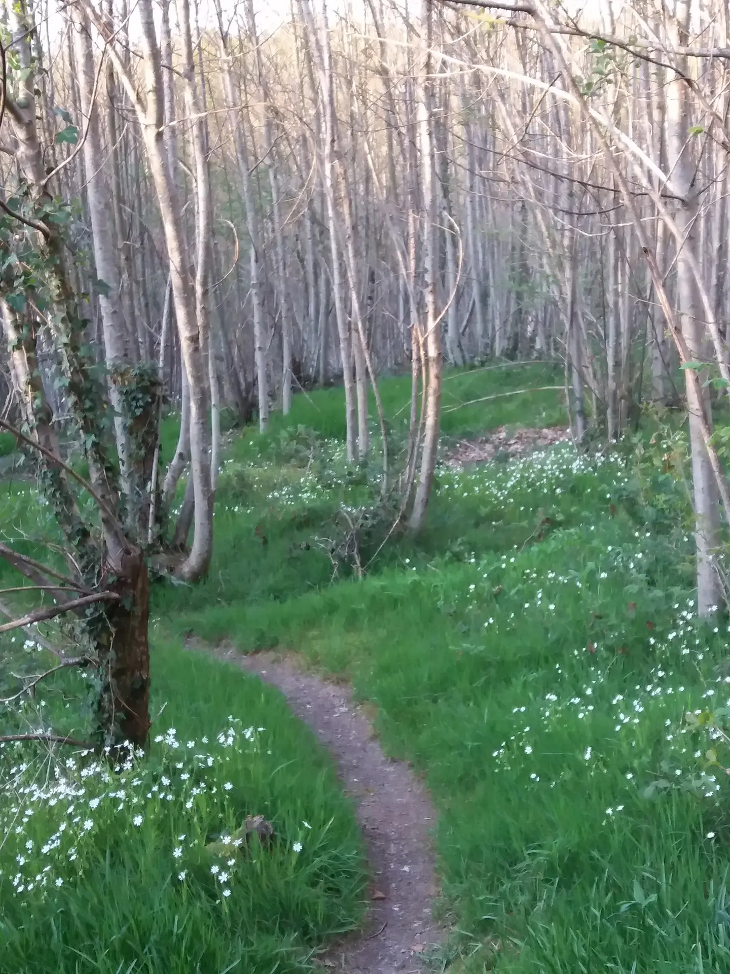Bois des ouches
