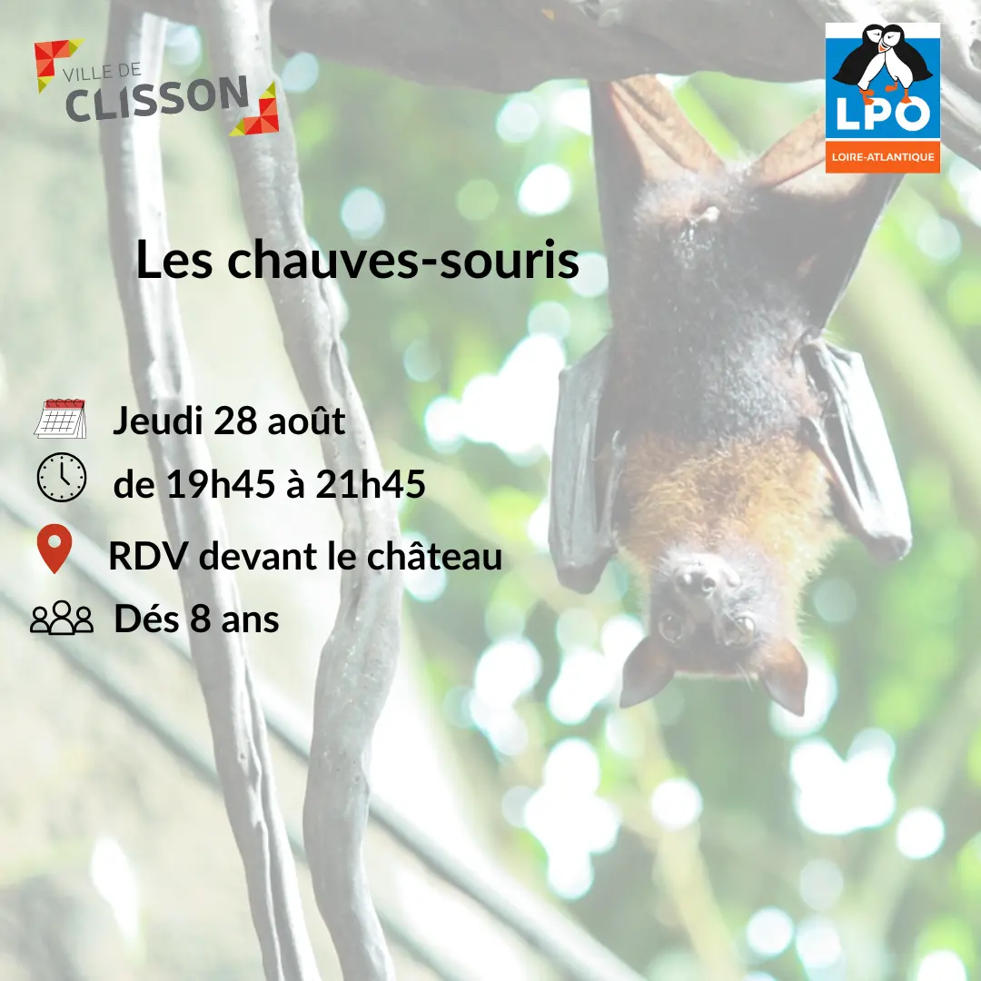 Observation des chauves-souris