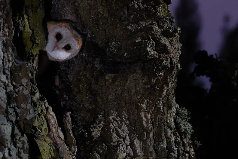 Balade nocturne faune