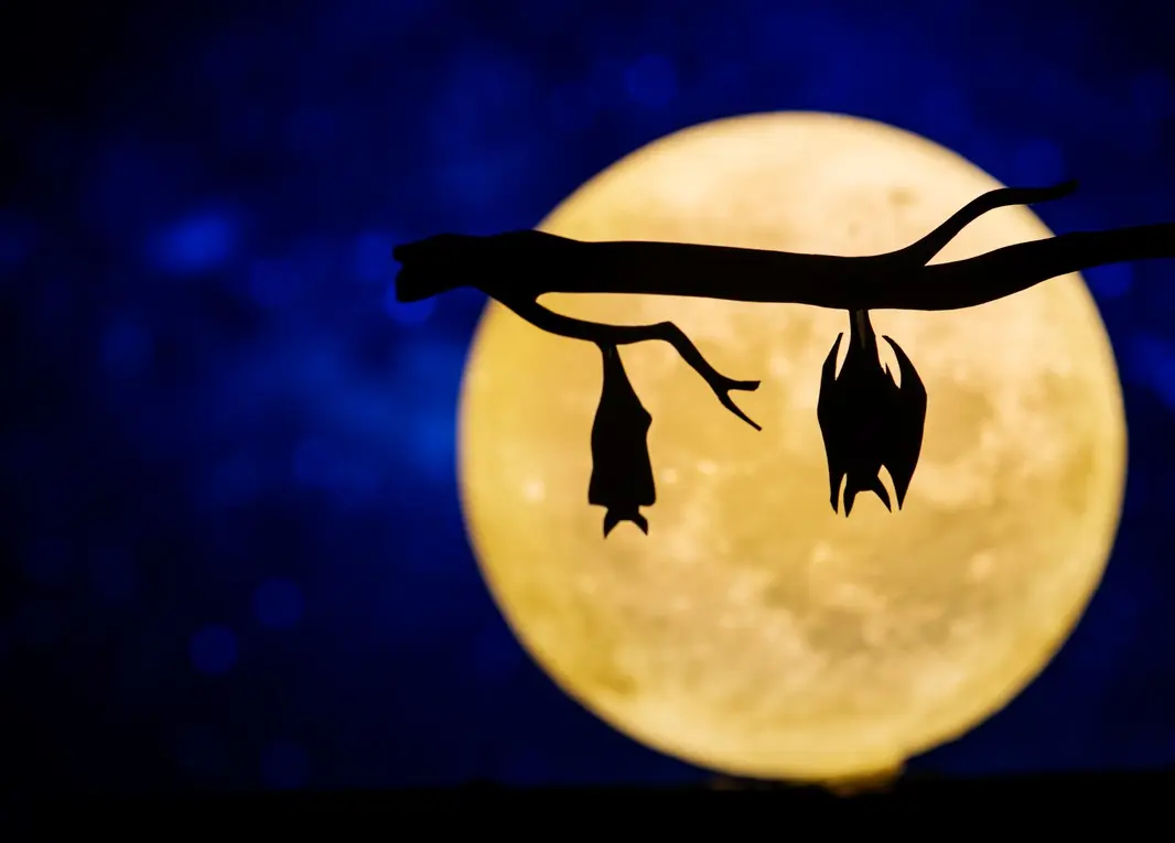 Crépuscule_Clisson_2024_levignobledenantes-tourisme.com