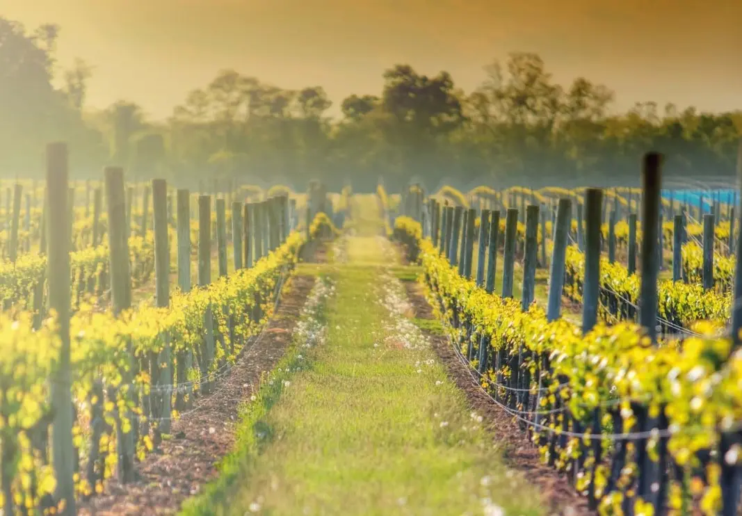 DansesetPaysages_Clisson-Boussay_2024_levignobledenantes-tourisme.com