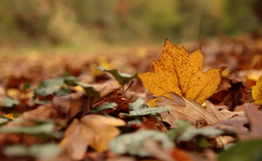 Emballade_Clisson_2025_levignobledenantes-tourisme.com