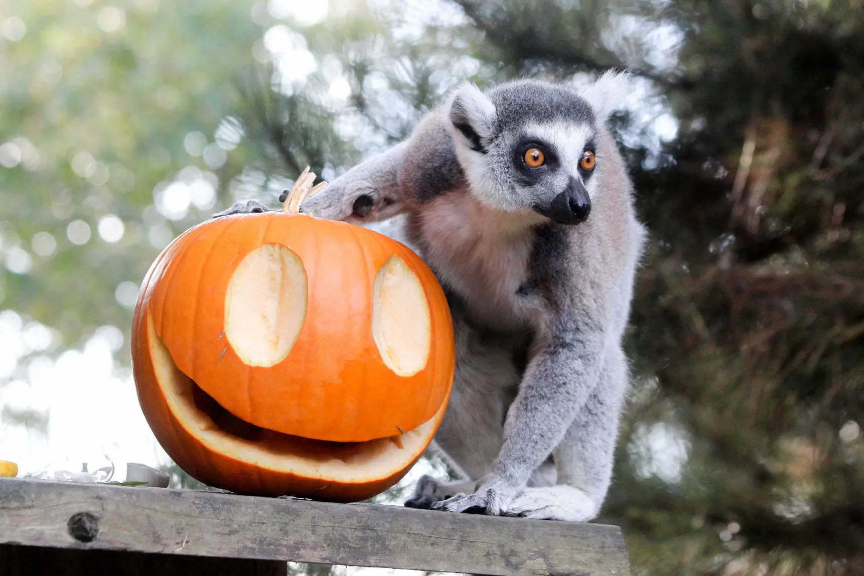 Halloween au Zoo de la Boissière CREDIT Suzanne OUTAN