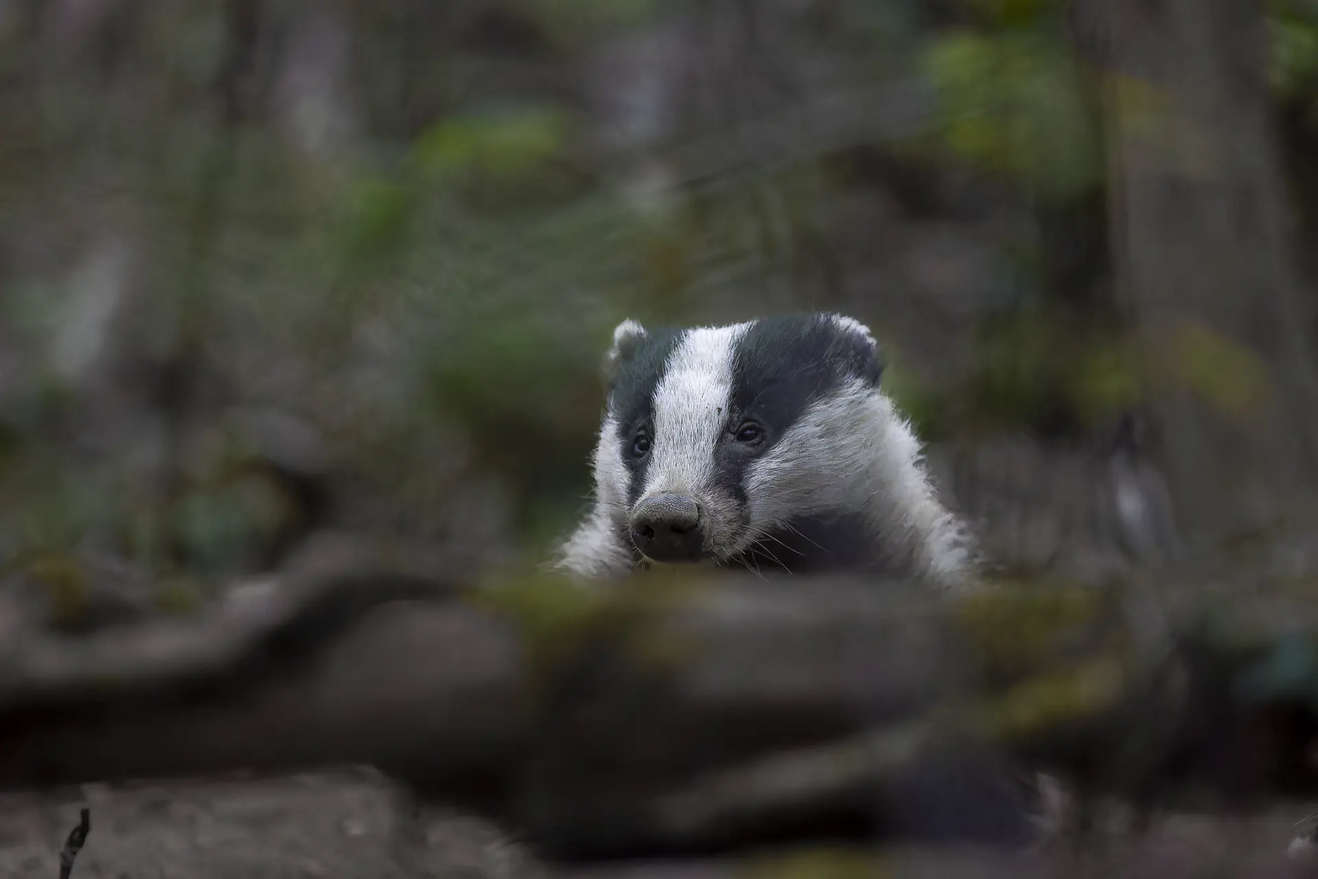 Photo Jean-Paul Shumacher