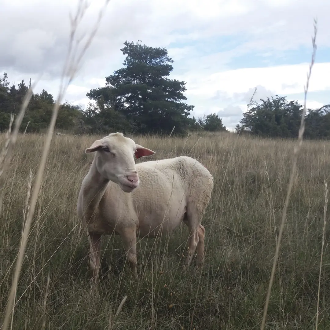 Larzac !_ brebis héroïne_Quatrain_HauteGoulaine_2024_levignobledenantes-tourisme.com