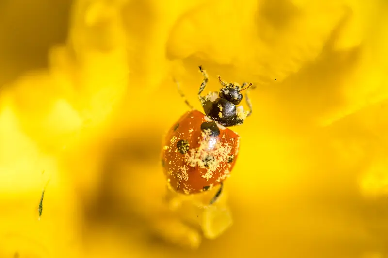 P26-Fabien_Chere_-_Sparadrap53-Coccinelle-CPpx