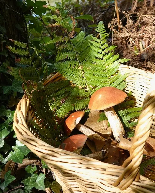 Champignons au Zoo de la Boissière