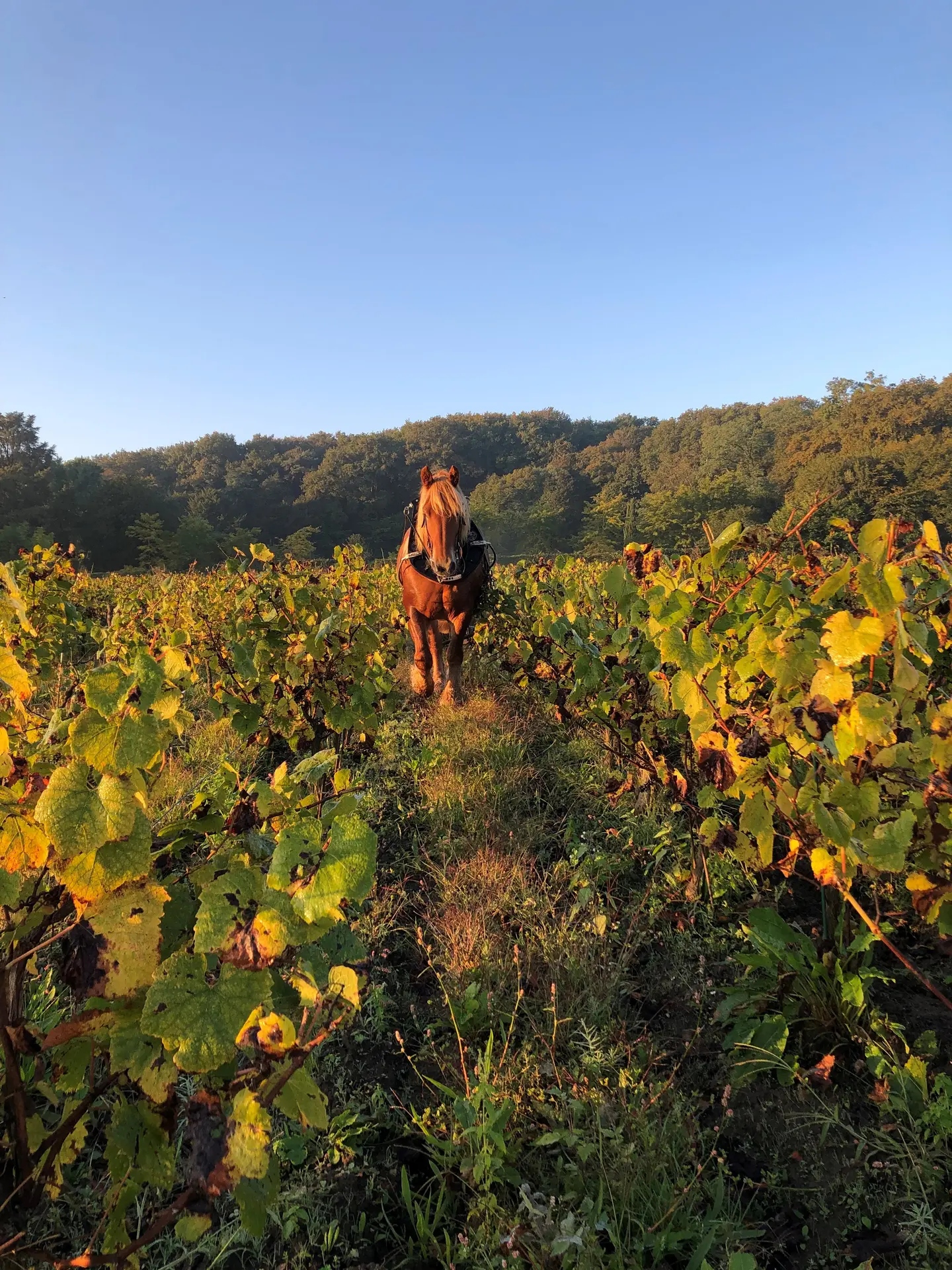 Photo_cheval_octobre_2025_droits_ok