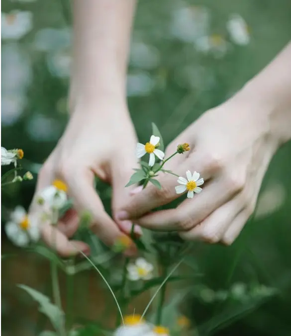 PlantesMédicinales-LePallet_2024_levignobledenantes-tourisme.com