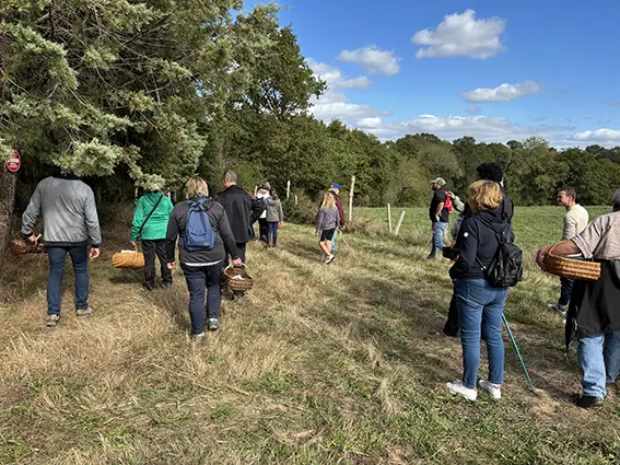 Randonnee-champignons