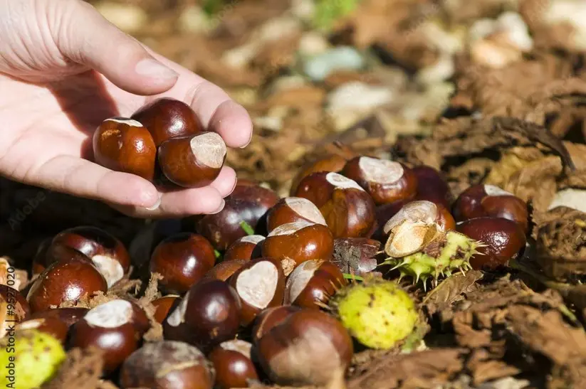 Randodeschataignes_LaRemaudière_2025_DestinationVignobleNantais.com