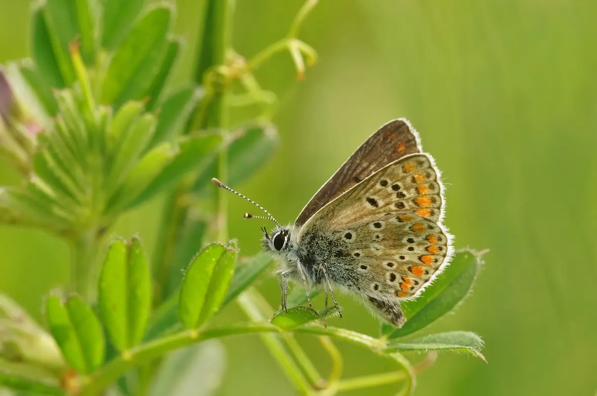 Tracesetindices_Clisson_2024_levignobledenantes-tourisme.com