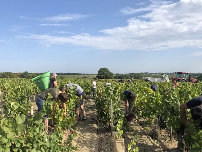 VendangesenfamilleLieubeau_ChateauThébaud_DestinationVignobleNantais.com