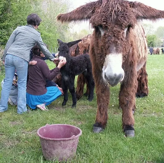 visite-ferme-maraichine-benet-85-fme