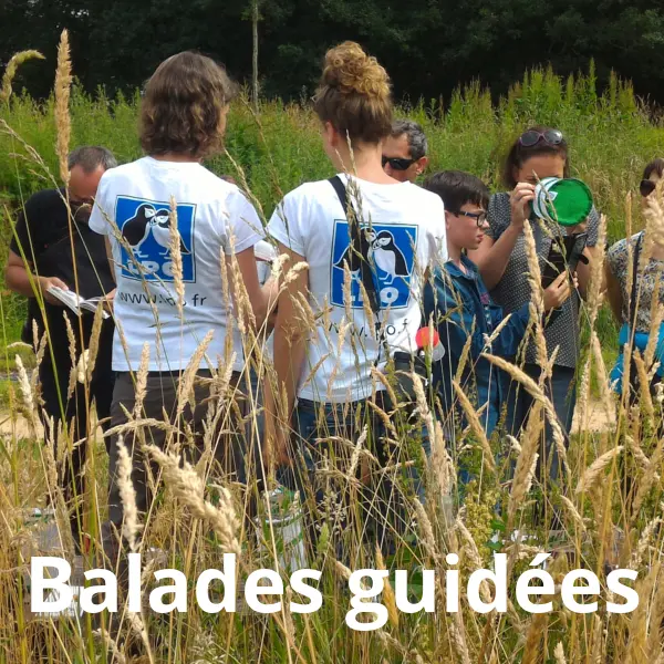baldes_guidees_lpo